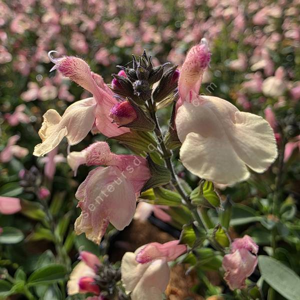 Salvia 'Rio Grande' - Sauge arbustive orange pastel