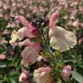 Salvia 'Rio Grande' - Sauge arbustive orange pastel