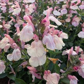 Salvia 'Rio Grande' - Sauge arbustive orange pastel