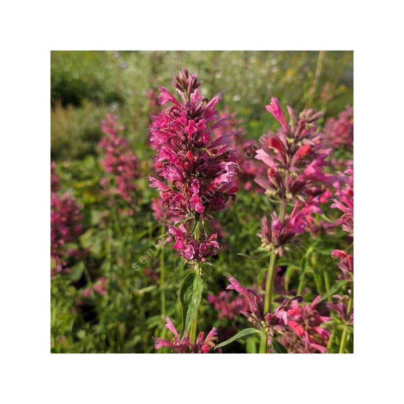 Agastache mexicana - Agastache Mexicaine