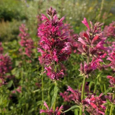 Agastache mexicana - Agastache Mexicaine