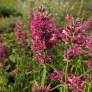 Agastache mexicana - Agastache Mexicaine