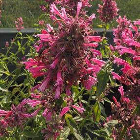Agastache mexicana - Agastache Mexicaine