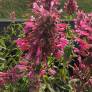 Agastache mexicana - Agastache Mexicaine