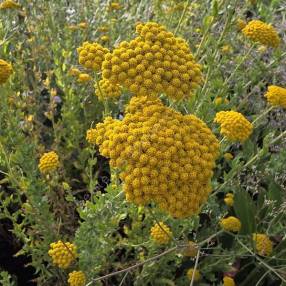 Achillea ageratum - Achillée à feuilles d'Agératum