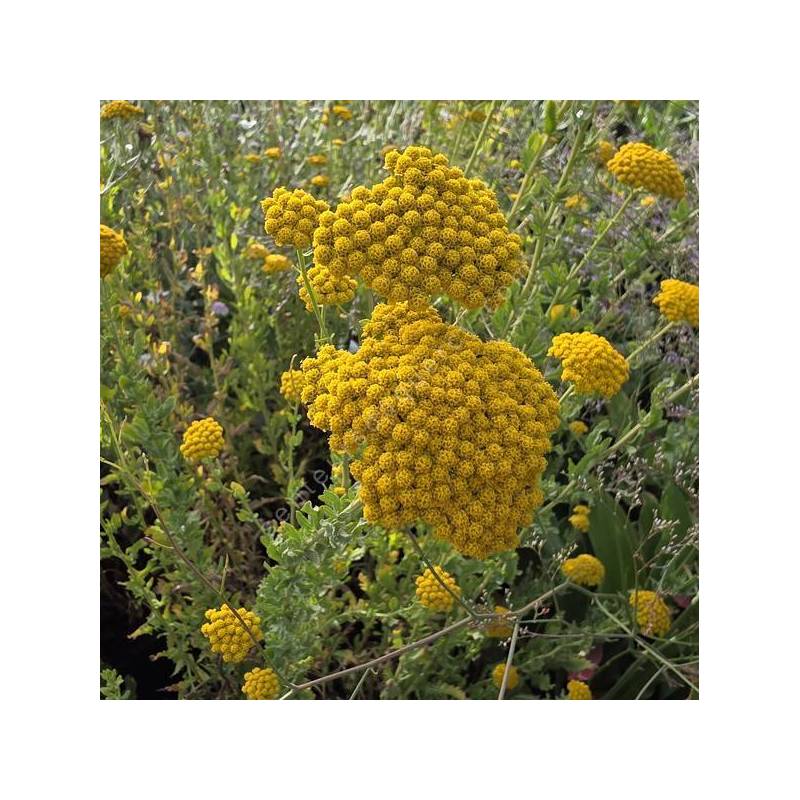 Achillea ageratum - Achillée à feuilles d'Agératum