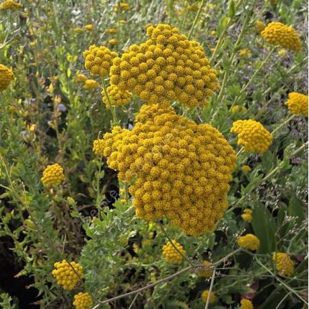 Achillea ageratum - Achillée à feuilles d'Agératum