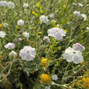 Lychnis coronaria 'Oculata' - Coquelourde blanche à cœur rose