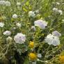 Lychnis coronaria 'Oculata' - Coquelourde blanche à cœur rose
