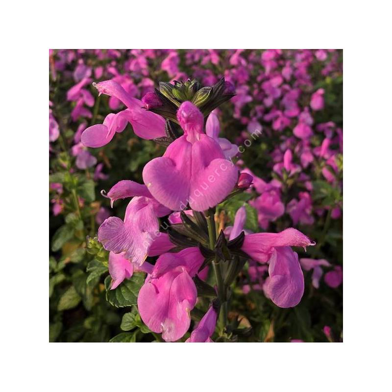 Salvia 'Flower Child' - Sauge arbustive rose