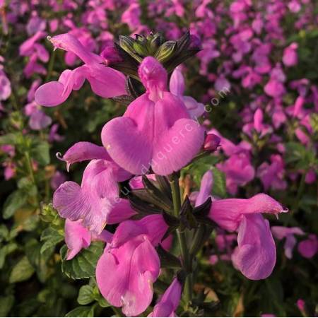 Salvia 'Flower Child' - Sauge arbustive rose