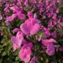 Salvia 'Flower Child' - Sauge arbustive rose