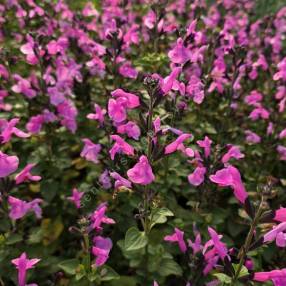 Salvia 'Flower Child' - Sauge arbustive rose