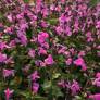 Salvia 'Flower Child' - Sauge arbustive rose