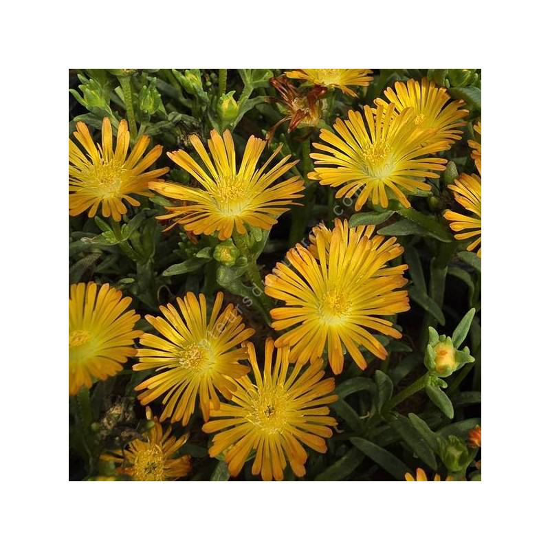 Delosperma Solstice Orange fleurs orange vif gros plan - Senteurs du Quercy