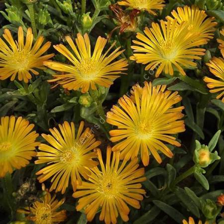 Delosperma Solstice Orange fleurs orange vif gros plan - Senteurs du Quercy