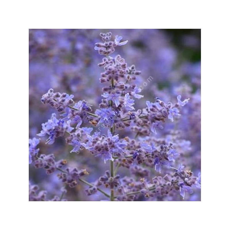 Détail floraison bleu tendre et feuillage découpé du Perovskia Bluesette
