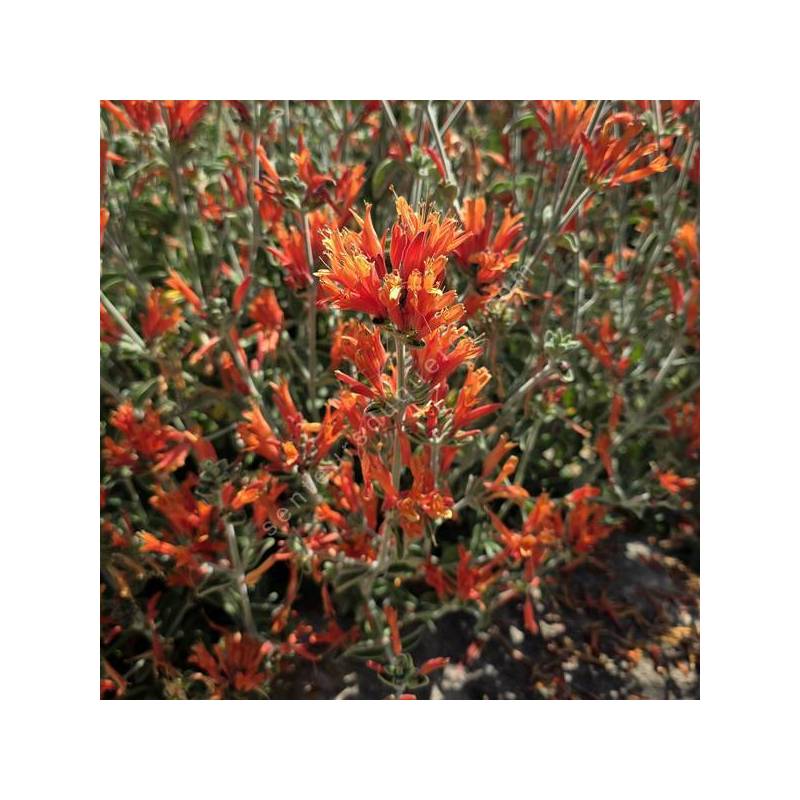 Dicliptera suberecta - Jacobinia