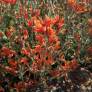Dicliptera suberecta - Jacobinia