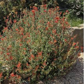 Dicliptera suberecta - Jacobinia