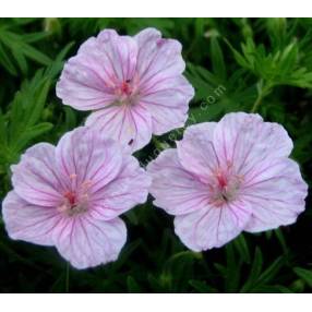 Geranium sanguineum var. striatum - Géranium vivace