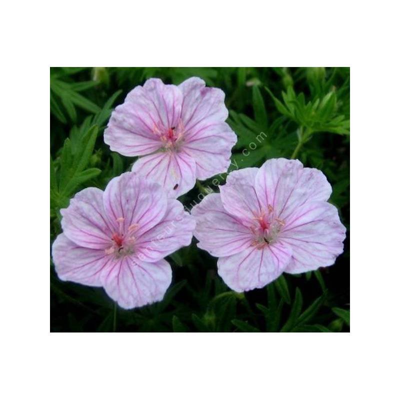 Geranium sanguineum var. striatum - Géranium vivace