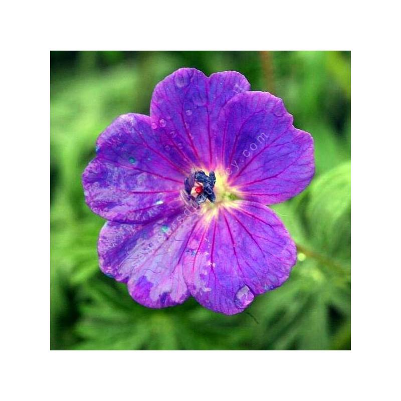 Geranium sanguineum - Géranium sanguin