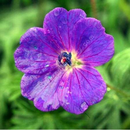 Geranium sanguineum - Géranium sanguin