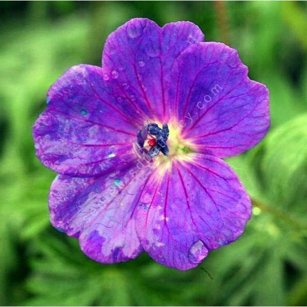 Geranium sanguineum - Géranium sanguin