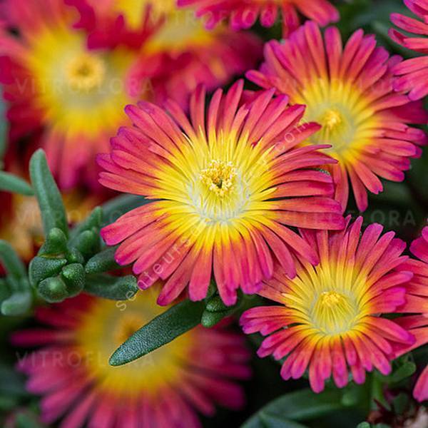 Delosperma 'Solstice Scarlet Red' - Pourpier vivace rouge