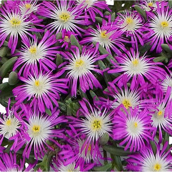 Delosperma 'Solstice Magenta' - Pourpier vivace rose et blanche
