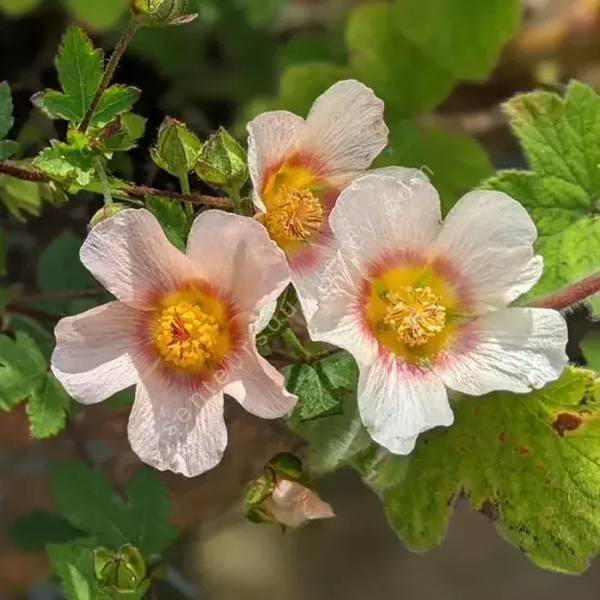 Malvastrum lateritium