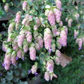 Origanum 'Amethyst Falls'