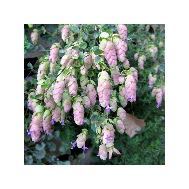 Origanum 'Amethyst Falls'
