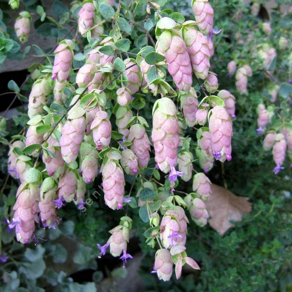 Origanum 'Amethyst Falls'