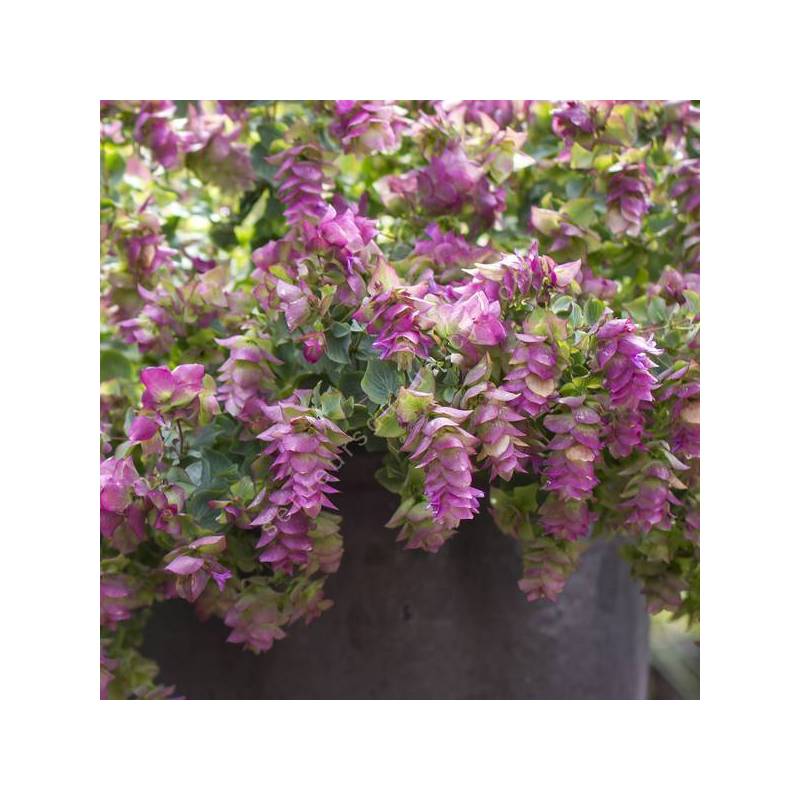 Origanum 'Bellissimo'