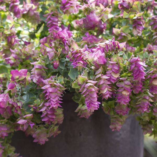 Origanum 'Bellissimo'