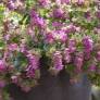 Origanum 'Bellissimo'