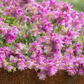 Origanum 'Bellissimo'