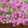 Origanum 'Bellissimo'