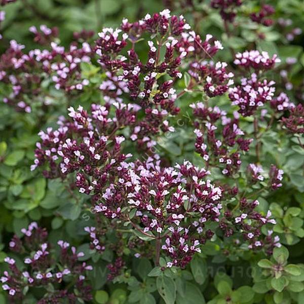 Origanum 'Castello'