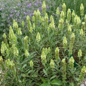 Sideritis hyssopifolia - Crapaudine à feuille d'Hysope