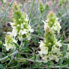 Sideritis hyssopifolia - Crapaudine à feuille d'Hysope