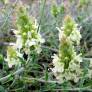 Sideritis hyssopifolia - Crapaudine à feuille d'Hysope