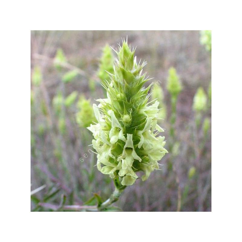 Sideritis hyssopifolia - Crapaudine à feuille d'Hysope
