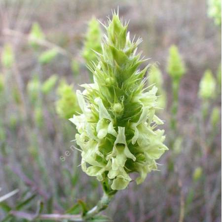 Sideritis hyssopifolia - Crapaudine à feuille d'Hysope