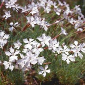 Dianthus arenarius subsp. bohemicus - Œillet des sables