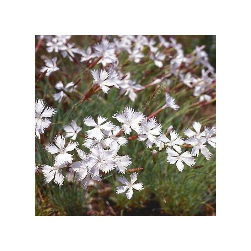 Dianthus arenarius subsp. bohemicus - Œillet des sables