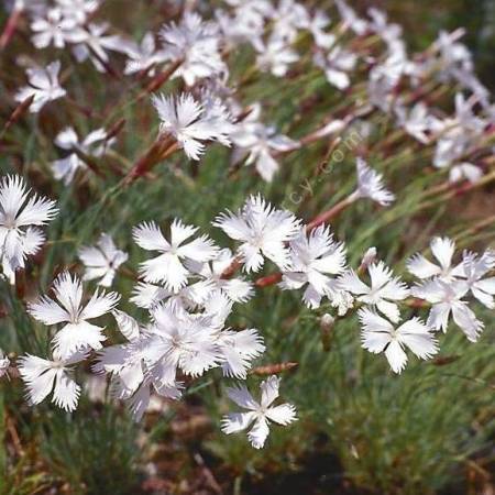 Dianthus arenarius subsp. bohemicus - Œillet des sables