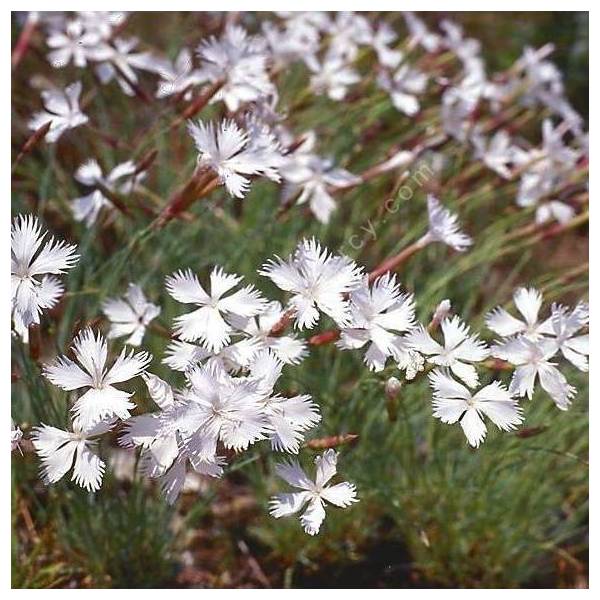 Dianthus arenarius subsp. bohemicus - Œillet des sables
